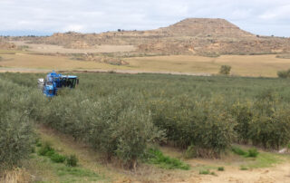 campo