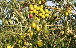 Oliva