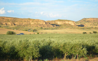 Campo