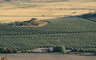 campo