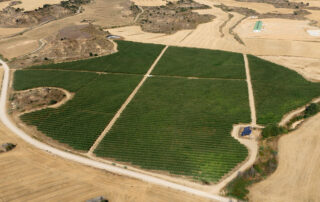 campo